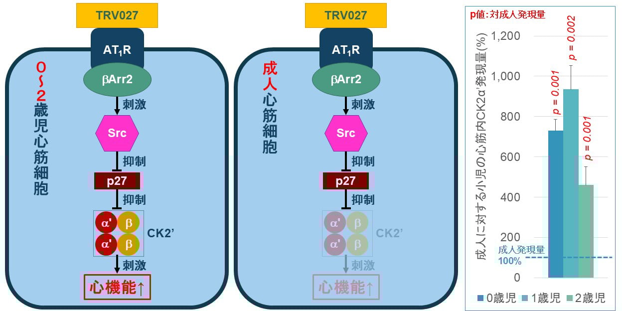 CK2α発現量-1