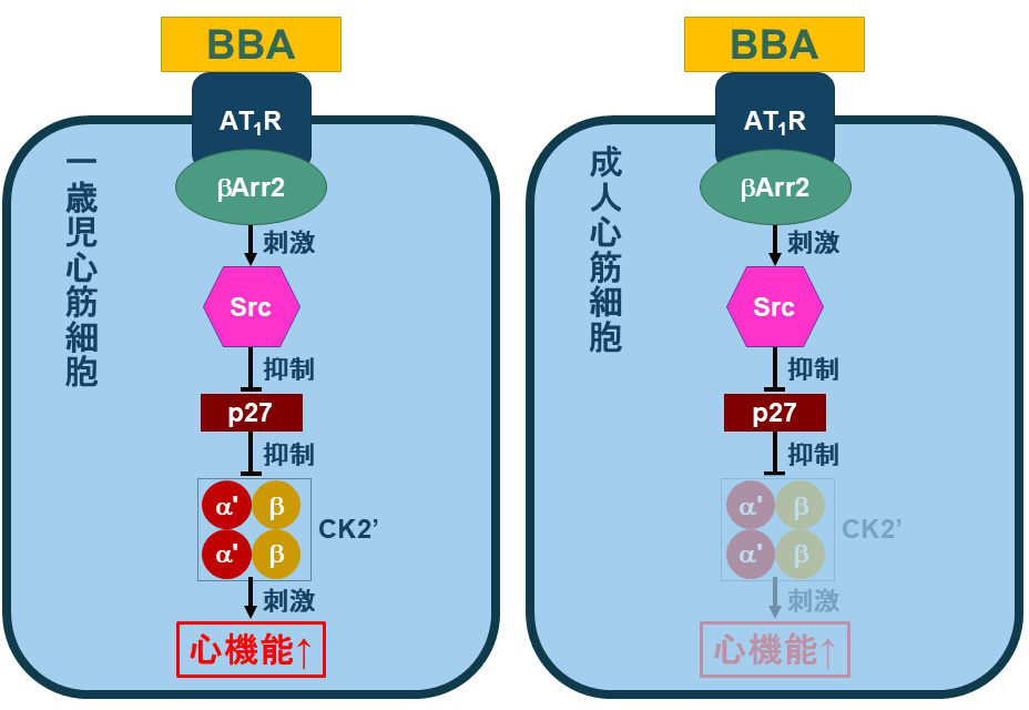 小児心不全の治療薬研究に関する支援のお願い